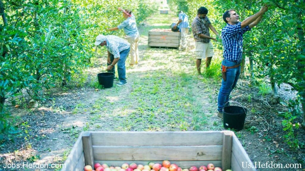 Fruit Picker Jobs